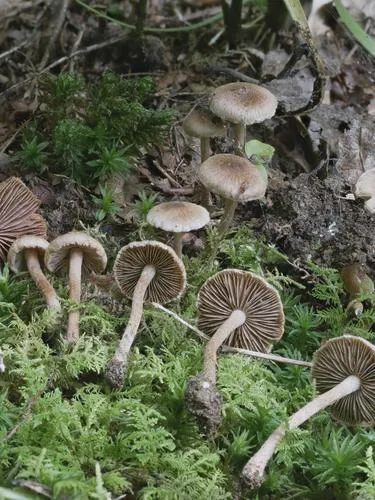 Inocybe diminuta