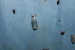 Satin Argyria Moth thumbnail 3