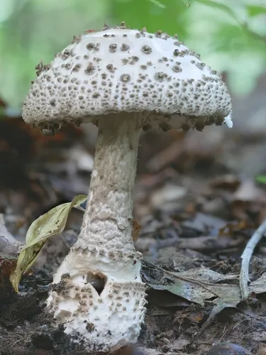 Gunpowder Amanita