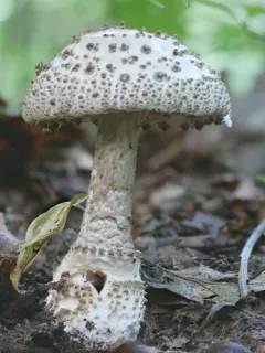 Gunpowder Amanita thumbnail 1
