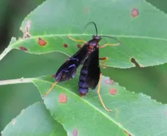 Trogus fulvipes thumbnail 2