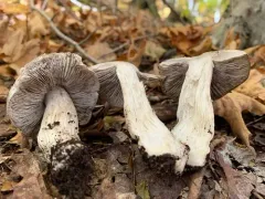 Tricholoma pullum thumbnail 2
