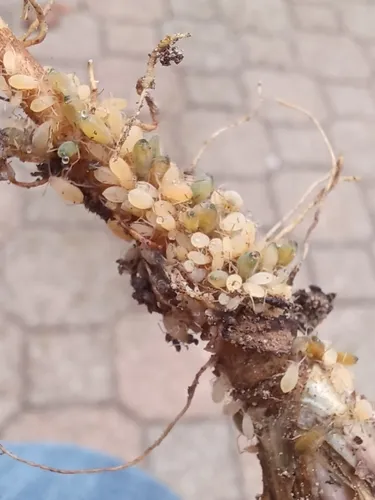 Dandelion Root Aphid
