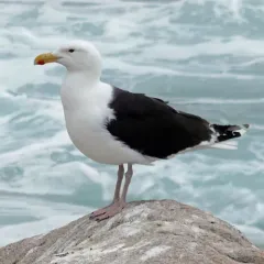Great Black-backed Gull thumbnail 2