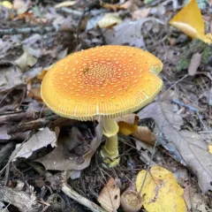 Frost's Amanita thumbnail 6