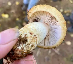 Russula pulverulenta thumbnail 2