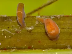 Acoellous turbellarian flatworm thumbnail 4