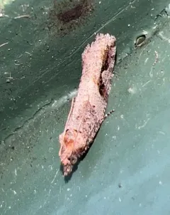 Epinotia signiferana thumbnail 3