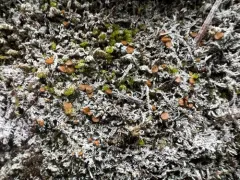 Brigantiaea fuscolutea thumbnail 2