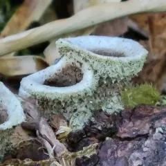 woolly bird's nest fungus thumbnail 3