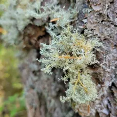 Tuckerman's Coral Lichen thumbnail 2