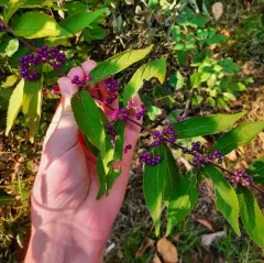 Purple Beautyberry thumbnail 2