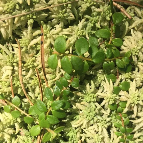 creeping snowberry