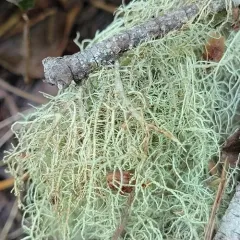 Fishbone Beard Lichen thumbnail 2