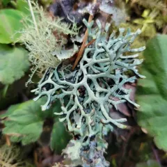 Imshaug's Tube Lichen thumbnail 3