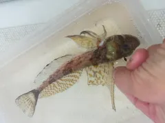 Spotfin Sculpin thumbnail 3