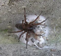 Orodrassus canadensis thumbnail 1