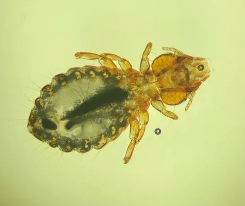 Strigiphilus syrnii