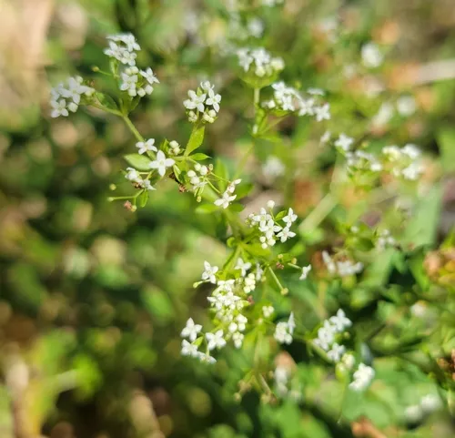 rough bedstraw