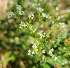 rough bedstraw thumbnail 1