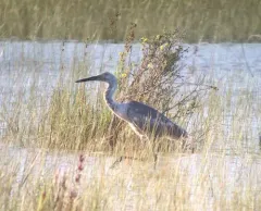 Reddish Egret thumbnail 2