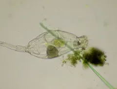 Beauchampiella eudactylota thumbnail 2