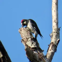 Acorn Woodpecker thumbnail 2