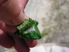 Clubiona pacifica thumbnail 3