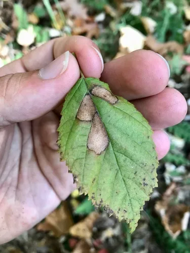 Coleophora corylifoliella