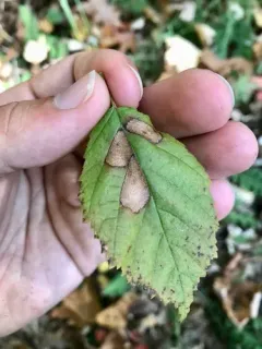 Coleophora corylifoliella thumbnail 1