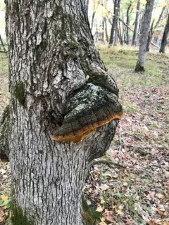 Phellinus everhartii thumbnail 1