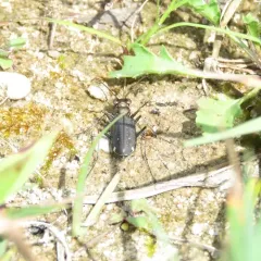 Punctured Tiger Beetle thumbnail 1