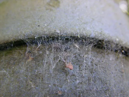 Emblyna annulipes