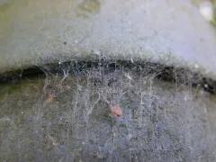 Emblyna annulipes thumbnail 1
