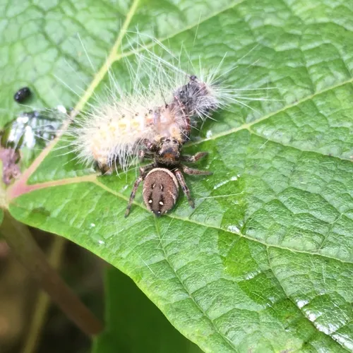 Whitman's Jumping Spider