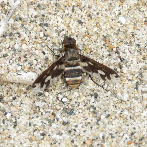 Band-winged Bee Fly