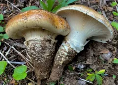 imperial mushroom thumbnail 2