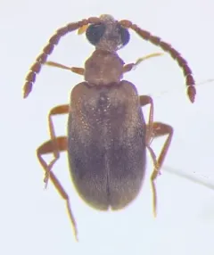 Aderus populneus thumbnail 3