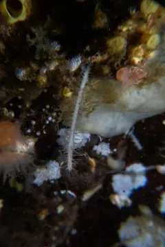 Carnivorous Sponge thumbnail 3