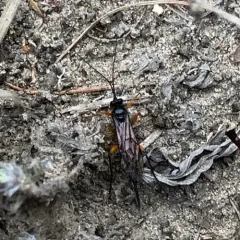 Pimpla pedalis thumbnail 4