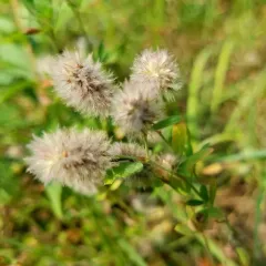 rabbitfoot clover thumbnail 4