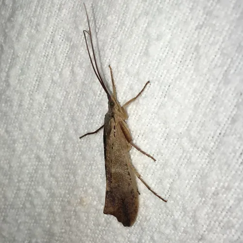 Inimical Northern Caddisfly
