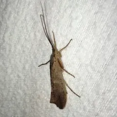 Inimical Northern Caddisfly thumbnail 1