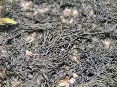 Dryside Rockshag Lichen thumbnail 2