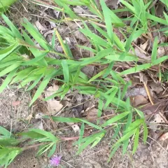 Scribner's Panicgrass thumbnail 2