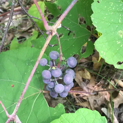 summer grape