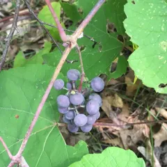 summer grape thumbnail 1