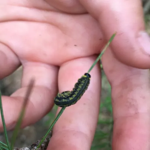 Introduced Pine Sawfly