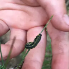 Introduced Pine Sawfly thumbnail 1