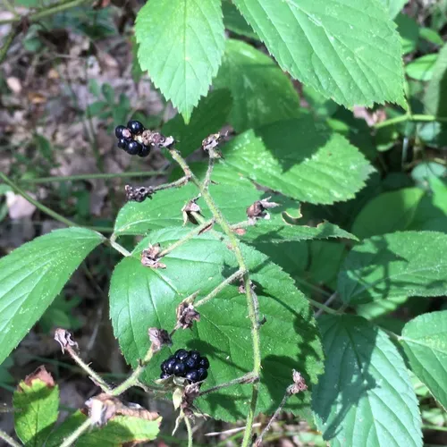 Allegheny blackberry